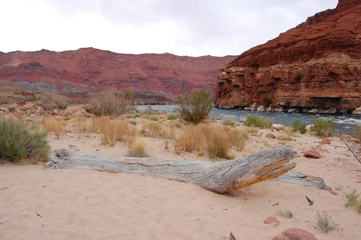 Sandiges Flussufer mit Treibholz und roten Felswänden am Colorado River bei Lees Ferry